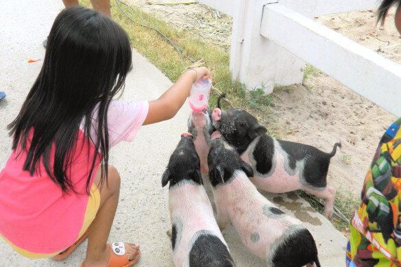 Parichat & Ich - 2016 Sheep Farm Pattaya 14