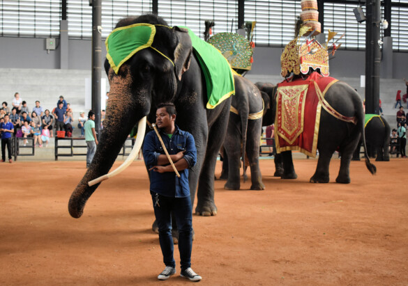 Parichat und Ich - 2018_Elephant Show 01