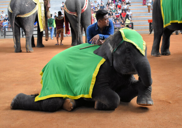 Parichat und Ich - 2018_Elephant Show 02