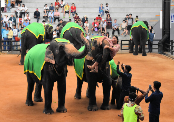 Parichat und Ich - 2018_Elephant Show 03