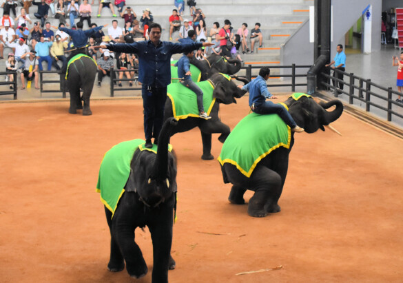 Parichat und Ich - 2018_Elephant Show 04