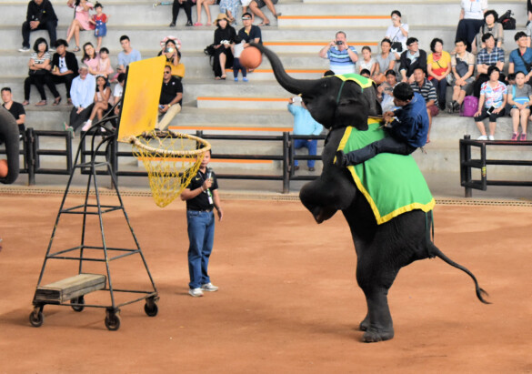 Parichat und Ich - 2018_Elephant Show 08