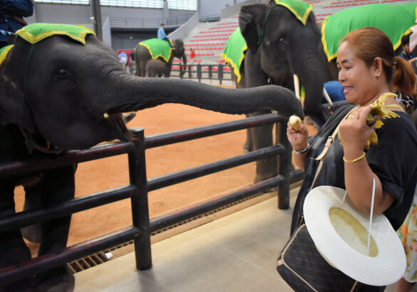 Parichat und Ich - 2018_Elephant Show 12