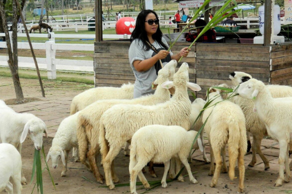 Parichat & Ich - 2015 Sheep Farm Pattaya 12