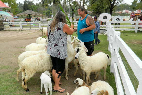 Parichat & Ich - 2015 Sheep Farm Pattaya 14