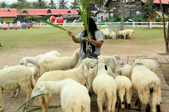 Parichat & Ich - 2015 Sheep Farm Pattaya 11